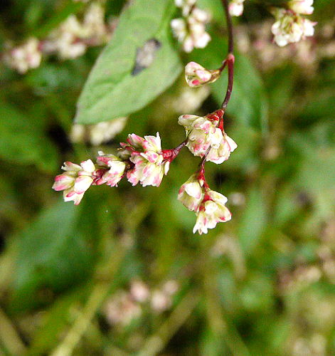 d0091754_4555532.jpg
