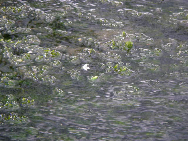 e0181260_617488.jpg