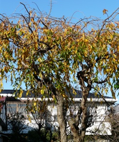 f0195963_1645467.jpg