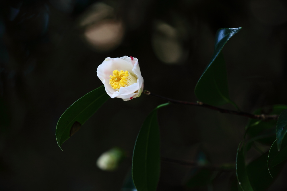 a0083081_152746.jpg