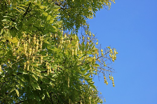 e0190885_17472117.jpg