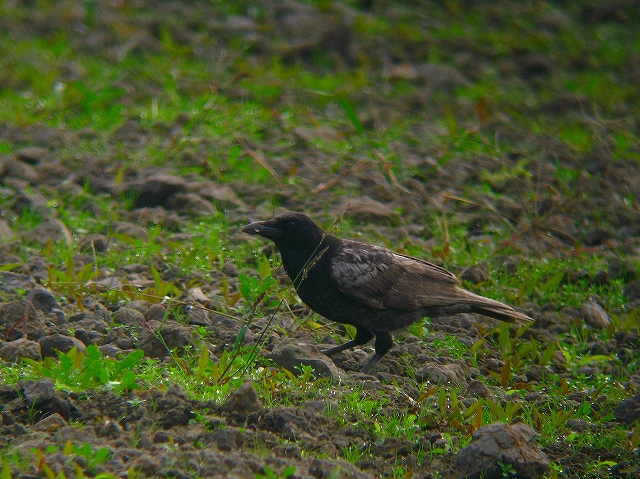 c0213690_329198.jpg