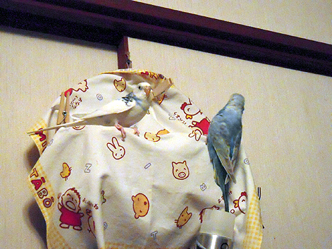 d0131293_201020.jpg