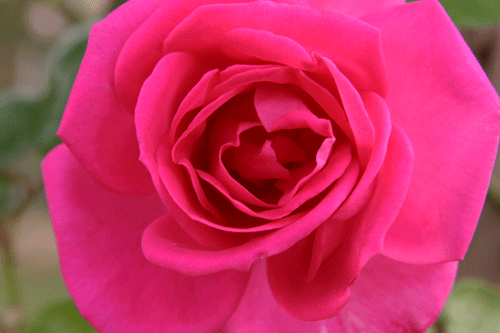 f0165698_12172742.gif