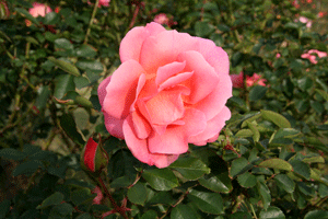 f0165698_12202173.gif