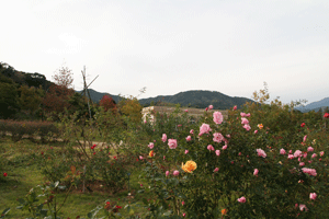 f0165698_1221270.gif