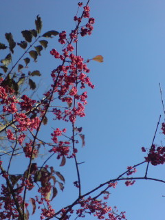 c0154206_1442713.jpg