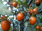 f0127408_21393333.jpg