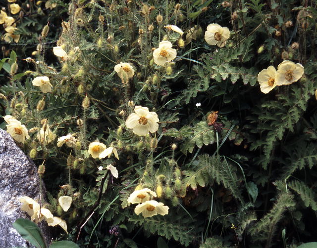 d0091834_14534669.jpg
