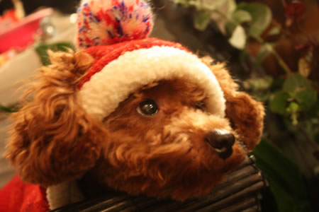 f0182239_21333827.jpg