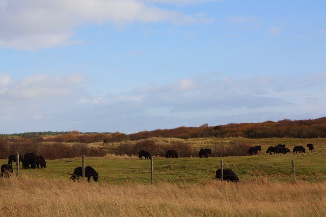 c0153740_328541.jpg