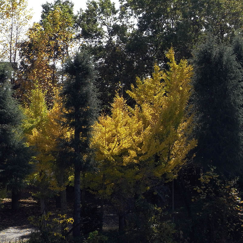 f0184244_682277.jpg