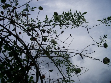c0186463_17322867.jpg