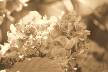 c0183164_222263.jpg