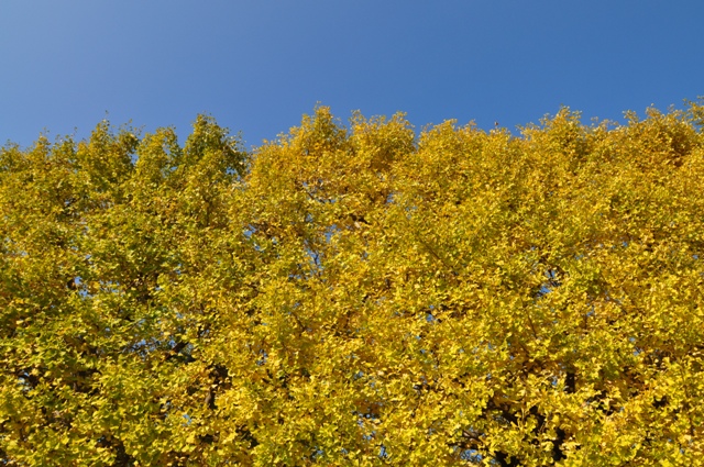 a0045688_233866.jpg
