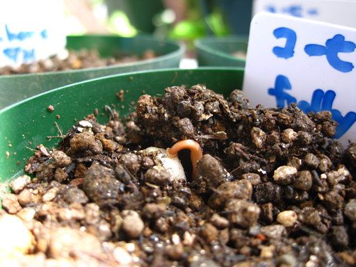 コーヒーの発芽、germination of coffee