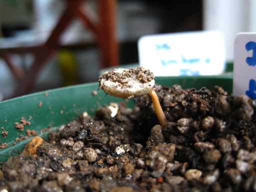 コーヒーの発芽、germination of coffee