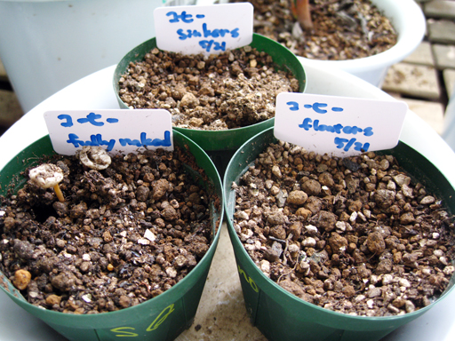 コーヒーの発芽、germination of coffee
