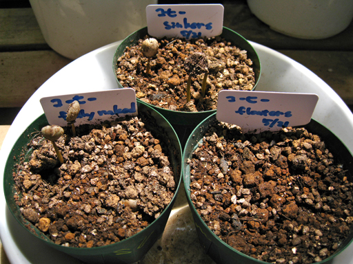コーヒーの発芽、germination of coffee