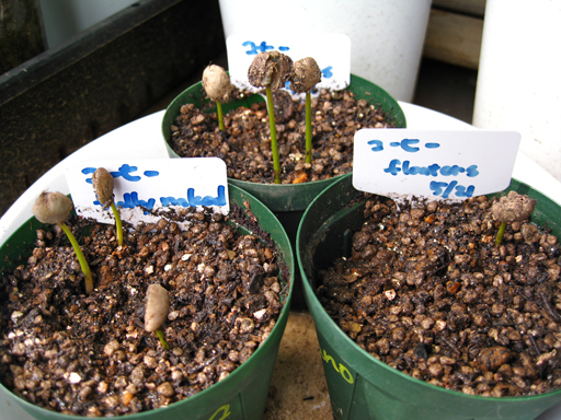 コーヒーの発芽、germination of coffee