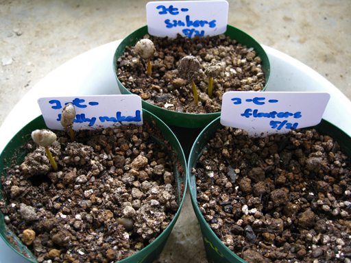 コーヒーの発芽、germination of coffee