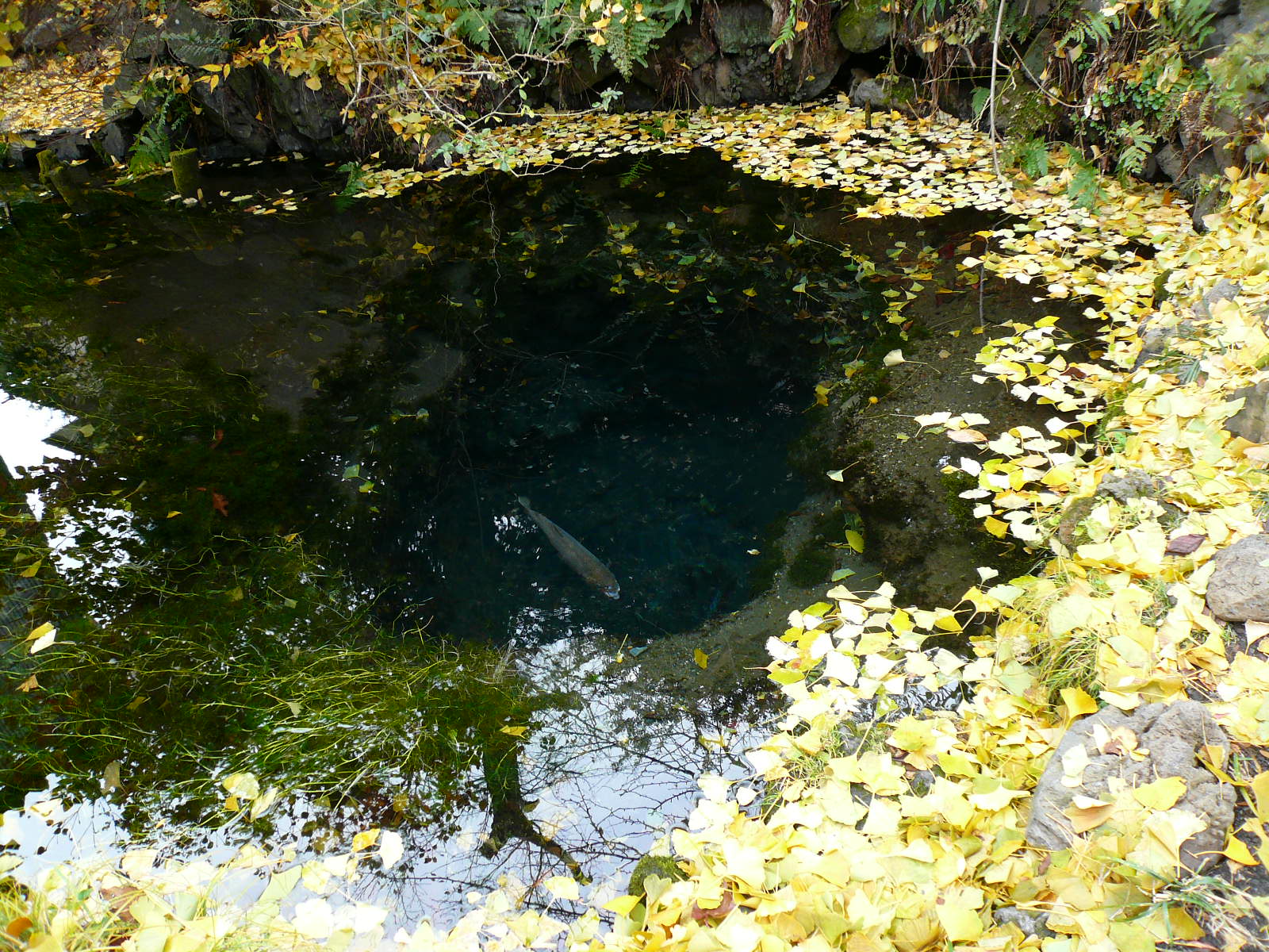 f0163920_2314016.jpg