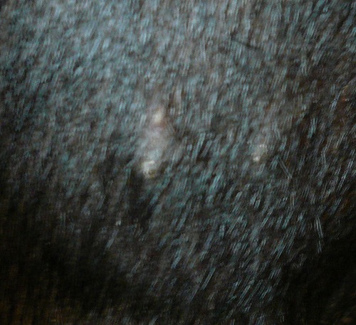 c0209932_11321043.jpg