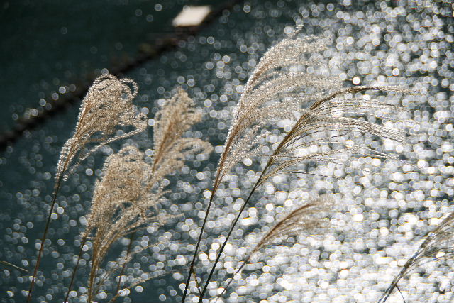 e0064133_0223226.jpg