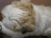 c0153444_7581888.jpg