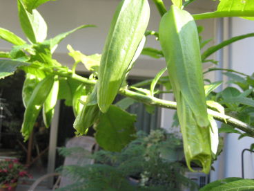 e0033301_15444024.jpg