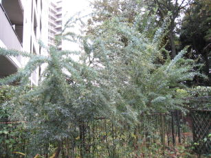 e0033301_15562319.jpg