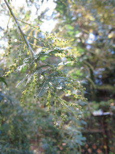 e0033301_1557452.jpg