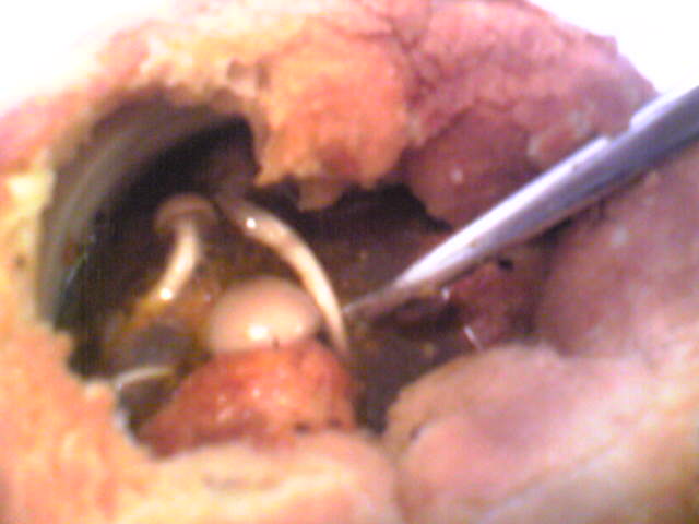 c0227640_1754299.jpg