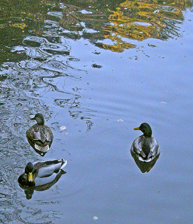 a0001354_22173910.jpg