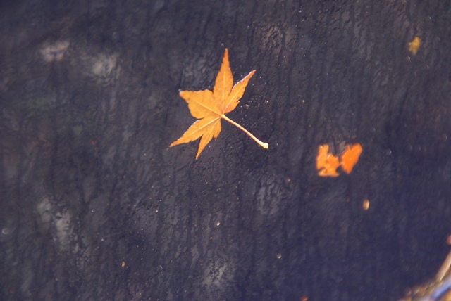 a0091666_1633114.jpg