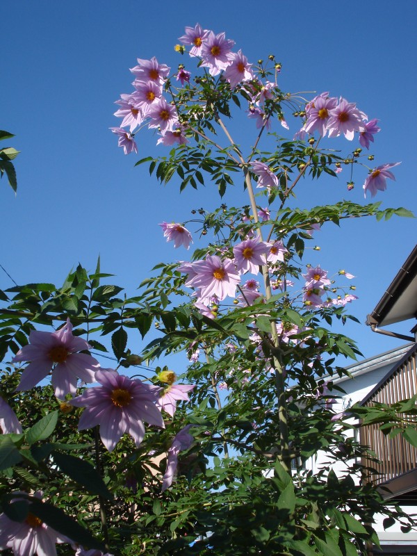 f0165677_21405244.jpg
