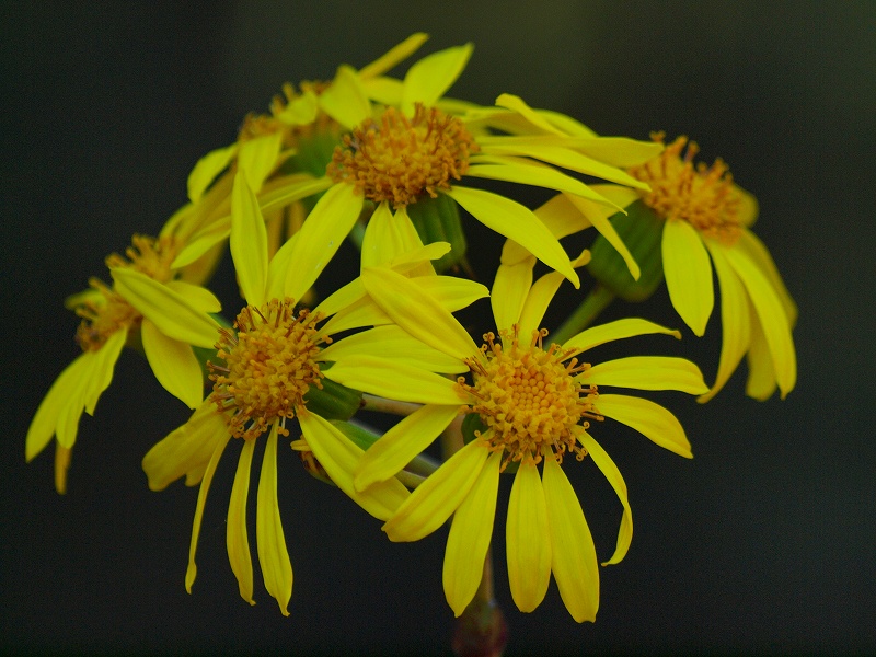 d0059213_1742557.jpg