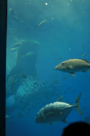 f0097620_2125899.jpg