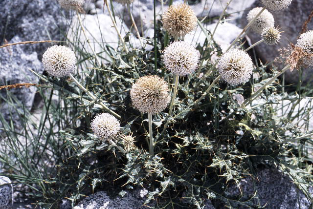 d0091834_21185649.jpg