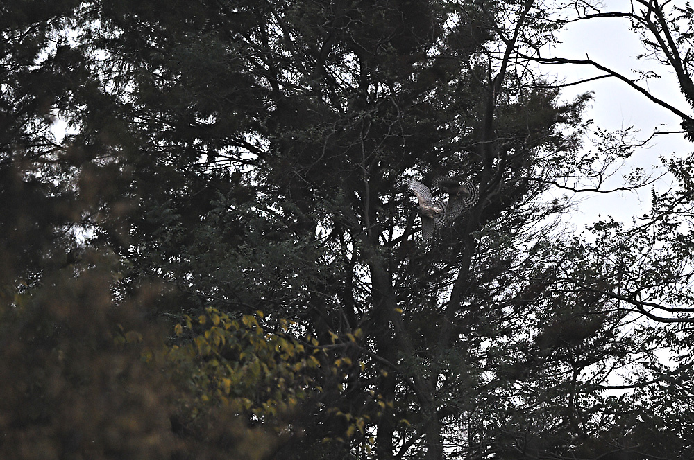c0221838_17555113.jpg