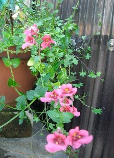 c0186463_1739881.jpg