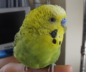 f0196665_082378.jpg