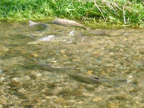 c0058606_11485.jpg