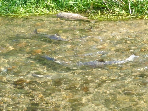 c0058606_1154423.jpg
