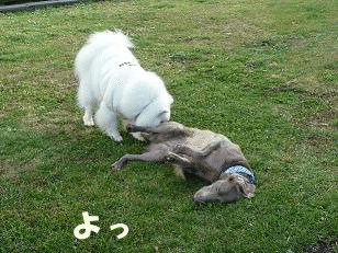 e0176159_11421737.gif