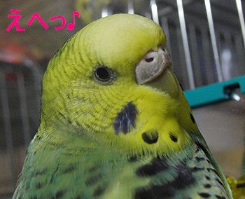 f0196665_0364915.jpg