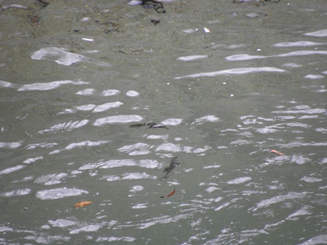 d0134473_14444968.jpg