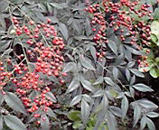 e0113504_1049247.jpg