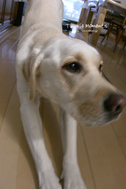 c0089005_113457.jpg