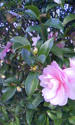 c0150520_2274630.jpg